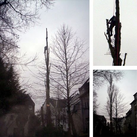 Beispielarbeit von Garten- und Landschaftsbau Lothar Deimel e.K. - veröffentlicht auf Gartenbau.org