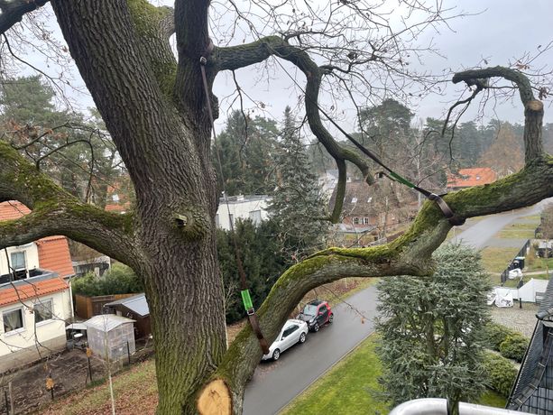 Beispielarbeit von Baum- und Gartenpflege Schifelbein GmbH - veröffentlicht auf Gartenbau.org