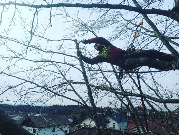 Beispielarbeit von Baumpflege Reisenhofer - veröffentlicht auf Gartenbau.org