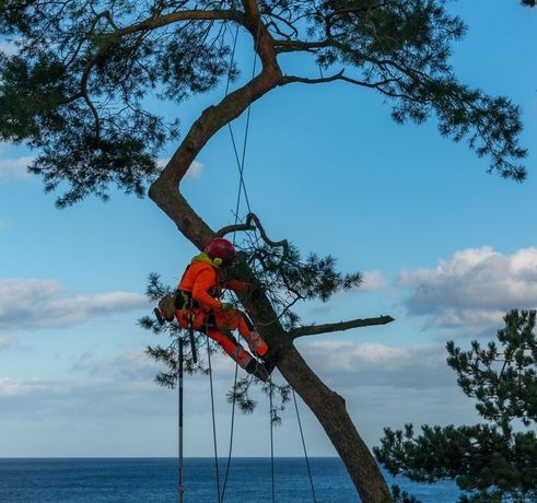 Beispielarbeit von DIBBERNs Baumdienst – Ihr Baumpfleger in Hamburg - veröffentlicht auf Gartenbau.org