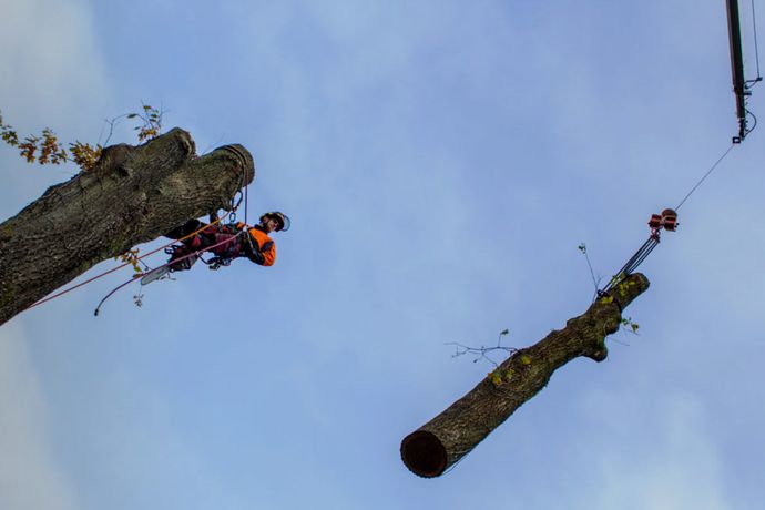 Beispielarbeit von Der Baumprofi Melhaff - veröffentlicht auf Gartenbau.org