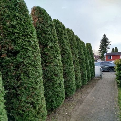 Beispielarbeit von der Heckenfriseur - veröffentlicht auf Gartenbau.org