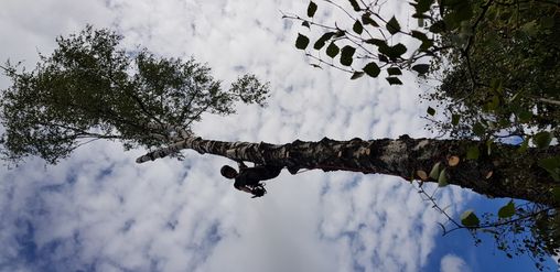 Sergej Ginder Garten- und Baumpflege in Möhnesee