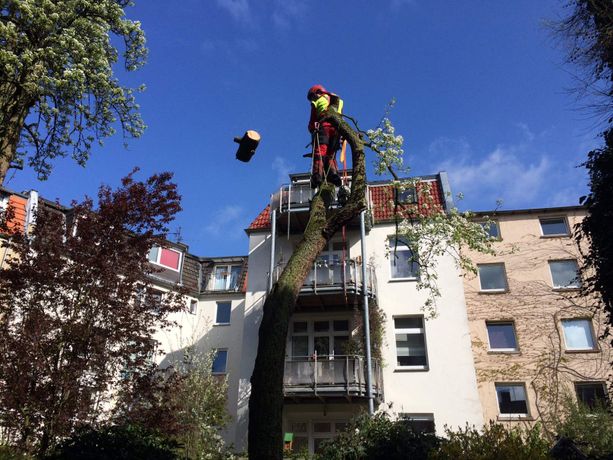 Beispielarbeit von Baumpflegezentrale Björn Dewitt e. K. - veröffentlicht auf Gartenbau.org