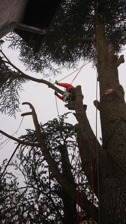 Beispielarbeit von Wipfelstürmer - veröffentlicht auf Gartenbau.org