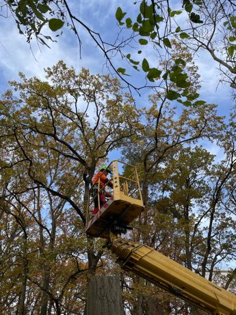 Beispielarbeit von Baum- und Gartenpflege Schifelbein GmbH - veröffentlicht auf Gartenbau.org