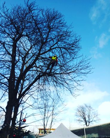 Beispielarbeit von Baumpflege Reisenhofer - veröffentlicht auf Gartenbau.org