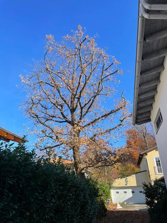 Beispielarbeit von Baumpflege Schaumann - veröffentlicht auf Gartenbau.org
