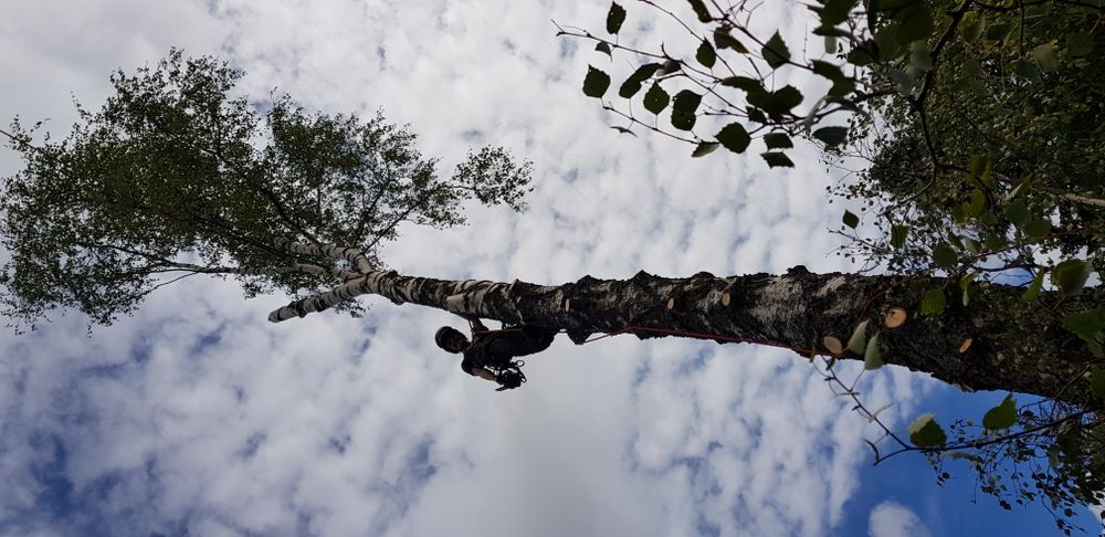 Logo der Firma Sergej Ginder Garten- und Baumpflege aus Möhnesee auf dem Branchenportal Gartenbau.org