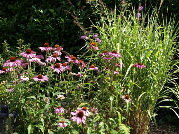 Beispielarbeit von Naturnaher Gartenbau Hagen Peter Albrecht - veröffentlicht auf Gartenbau.org
