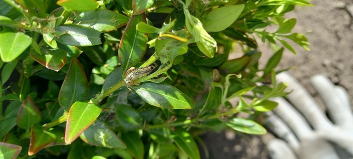 Beispielarbeit von Gunter Kluge Landschafts- & Umweltpflege - veröffentlicht auf Gartenbau.org