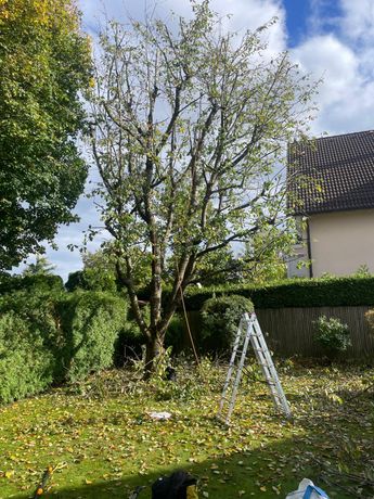 Beispielarbeit von Baumpflege Schaumann - veröffentlicht auf Gartenbau.org