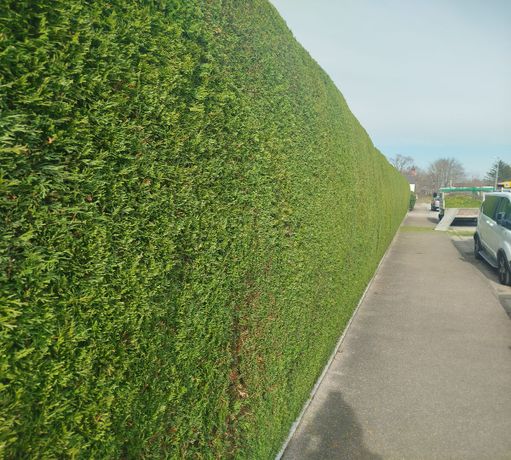 Beispielarbeit von der Heckenfriseur - veröffentlicht auf Gartenbau.org