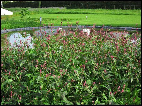 Beispielarbeit von Bruno Gerhards Garten- und Landschaftsbau - veröffentlicht auf Gartenbau.org