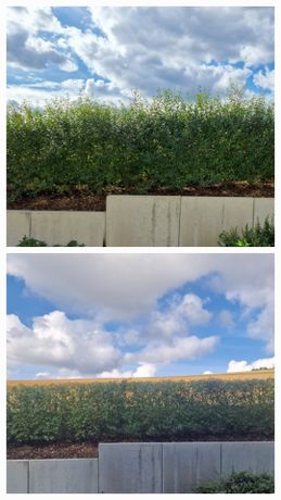 Beispielarbeit von Fix&Fertig Gebäude- und Aussenpflege - veröffentlicht auf Gartenbau.org