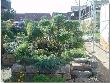 Beispielarbeit von Baumpflege und Sanierung M. Müller - veröffentlicht auf Gartenbau.org