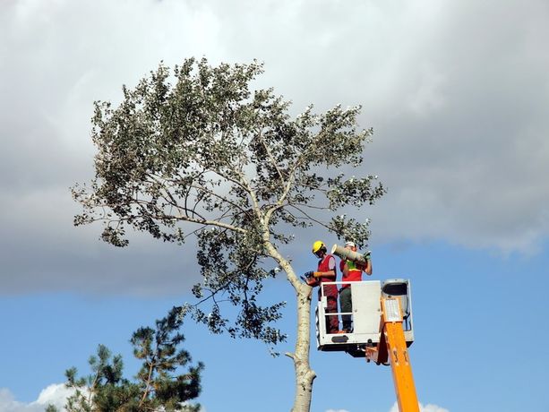 Beispielarbeit von GaLaBau Gödeke - veröffentlicht auf Gartenbau.org