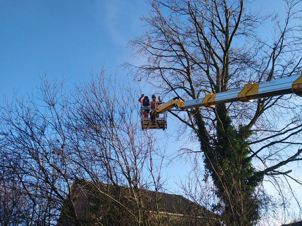 Beispielarbeit von Schnittwerk Landschaftspflege A. Schrage - veröffentlicht auf Gartenbau.org