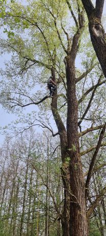 Beispielarbeit von Baumpflege Gartenservice Gschwandtner - veröffentlicht auf Gartenbau.org