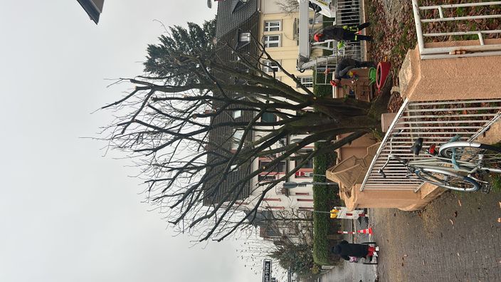 Beispielarbeit von Franko Tadic Garten- u. Landschaftsbau/Baumpflege - veröffentlicht auf Gartenbau.org