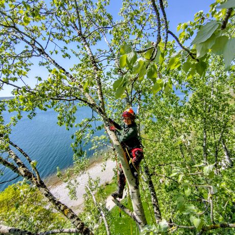 Beispielarbeit von Garten- & Baumpflege - veröffentlicht auf Gartenbau.org