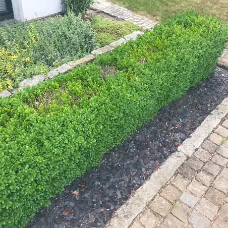 Beispielarbeit von M&D Dienstleistungen UG - veröffentlicht auf Gartenbau.org