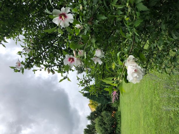 Beispielarbeit von Gartenparadies CH - veröffentlicht auf Gartenbau.org