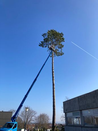 Beispielarbeit von Serghei Tudorean Garten- und Landschaftsbau - veröffentlicht auf Gartenbau.org
