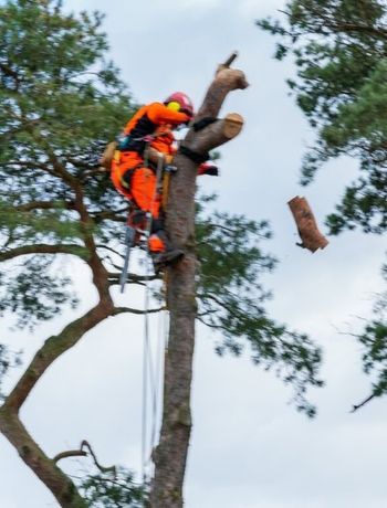 Beispielarbeit von DIBBERNs Baumdienst – Ihr Baumpfleger in Hamburg - veröffentlicht auf Gartenbau.org